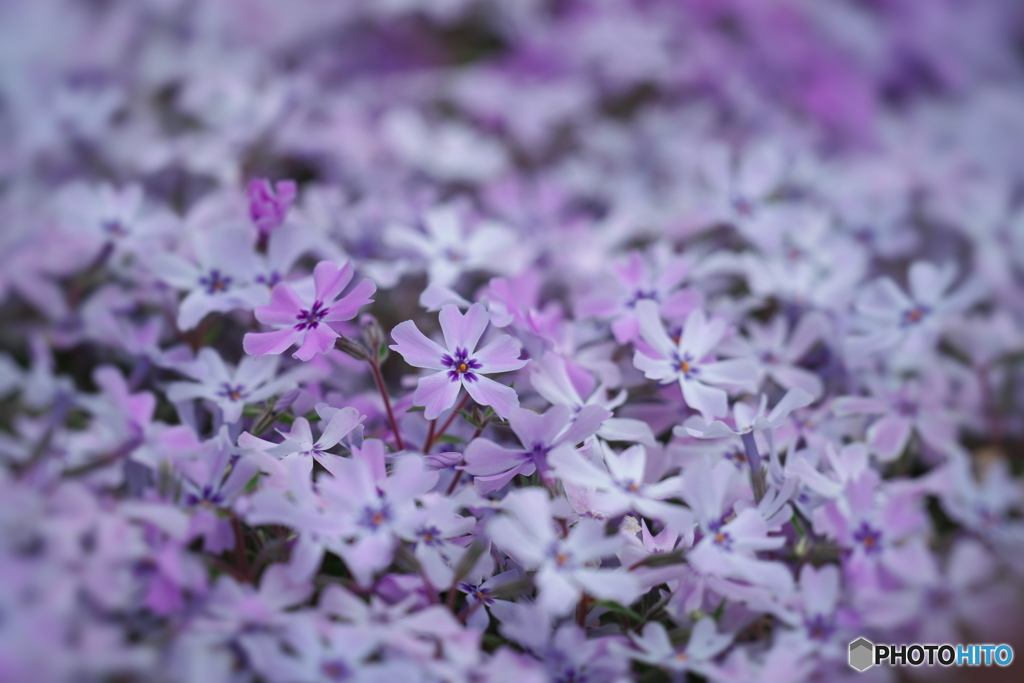 芝桜の歌