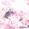 花ぐるめ