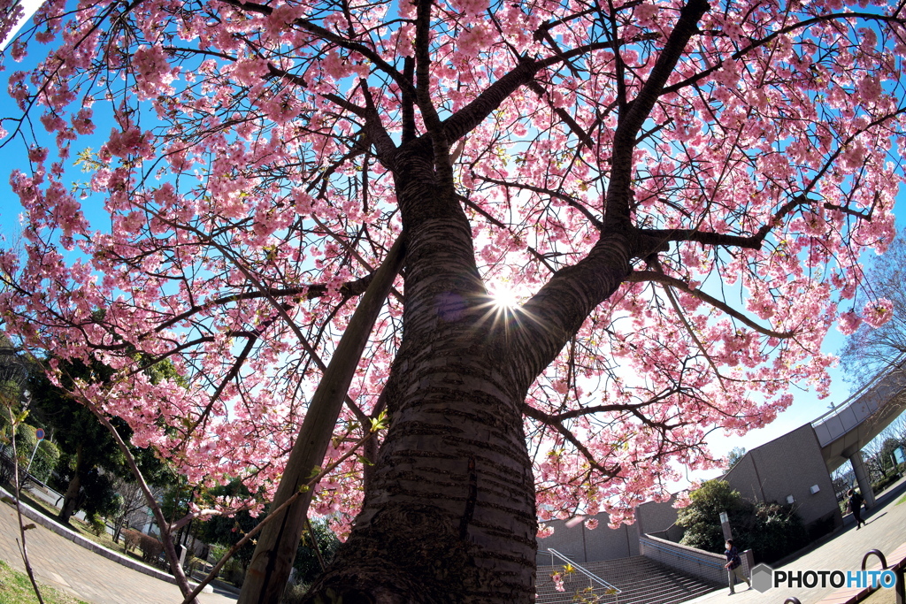 桜　ぱらそる