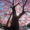 桜　ぱらそる
