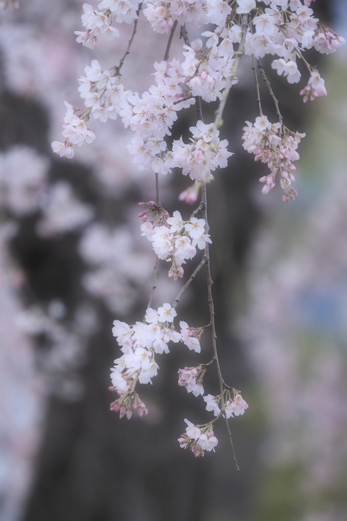 夢朧