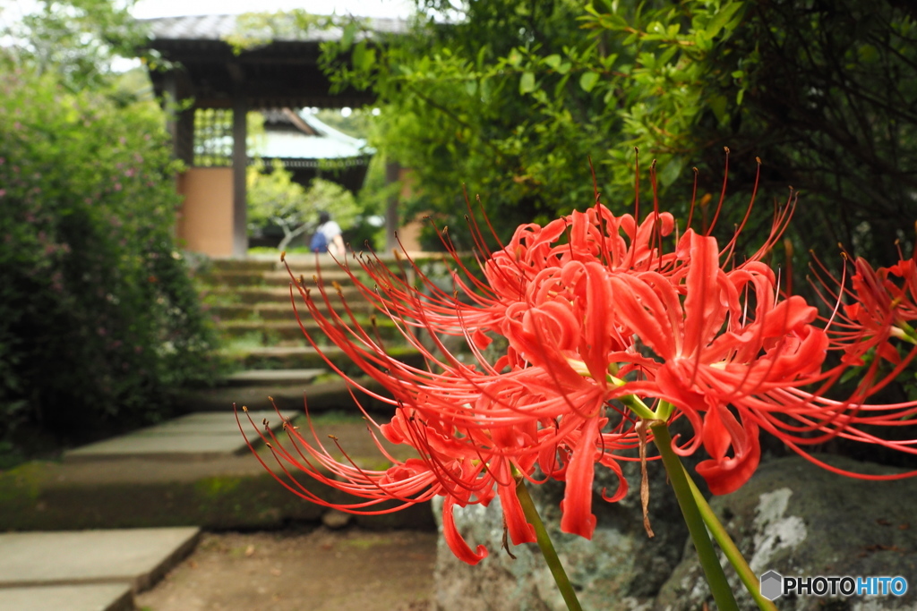曼殊沙華咲く海蔵寺