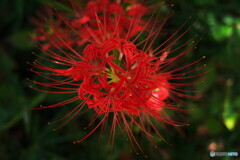 紅素顔