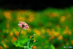 夏の花咲くⅢ