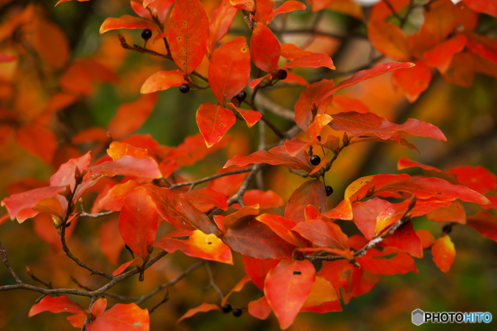 ふるさと村の紅葉Ⅱ