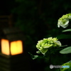 紫陽花と行燈と