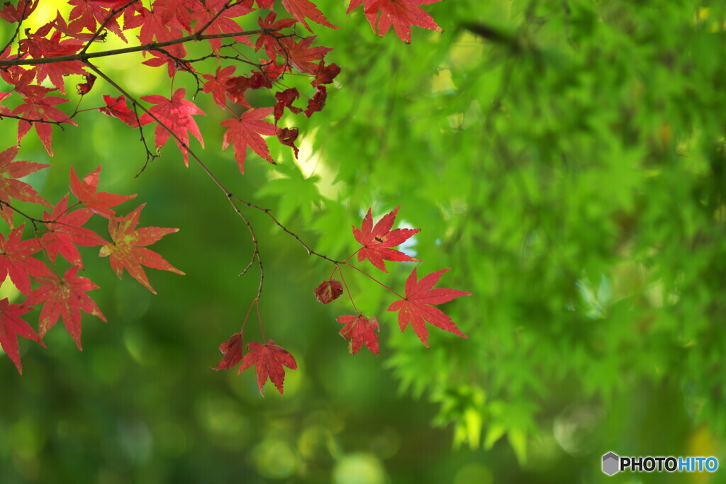 紅に早や枯葉も