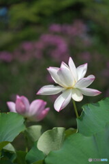 盛夏に輝く