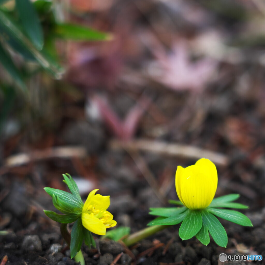 小粒でも元気をくれる花