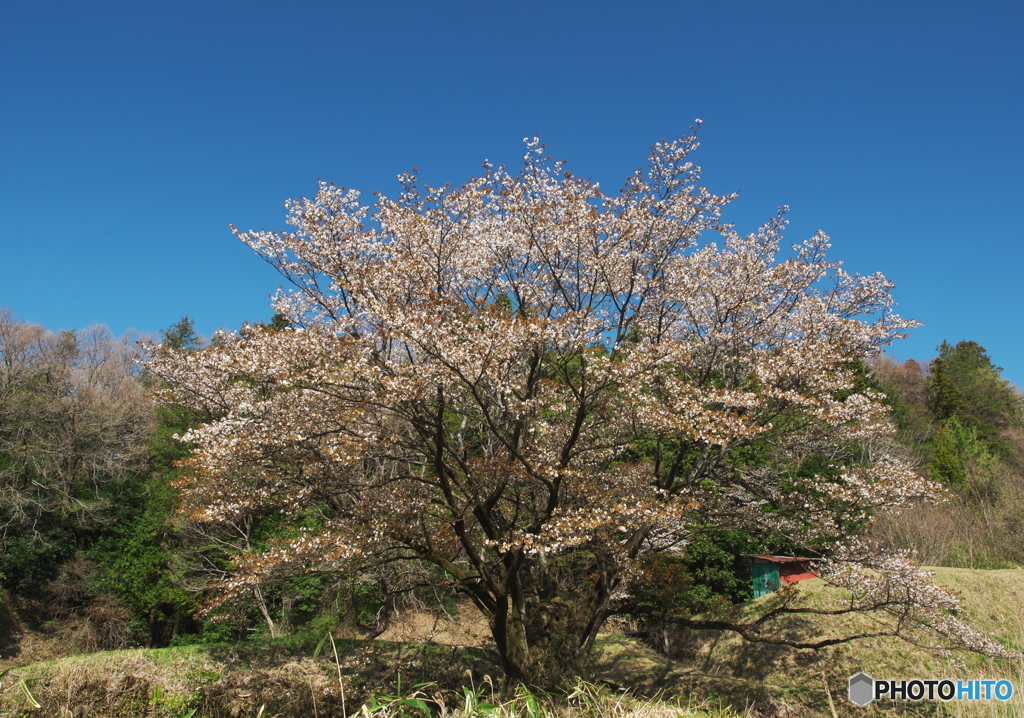 春光桜輝Ⅱ