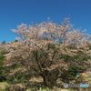春光桜輝Ⅱ