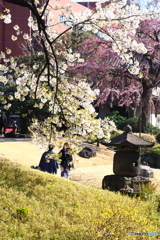 春そぞろ04（浅草寺）