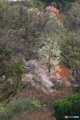 山桜も美しいⅡ