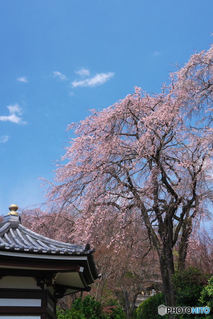 宏善寺桜景色Ⅲ