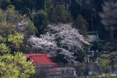 天満宮にも春