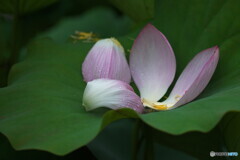 散りても美しい