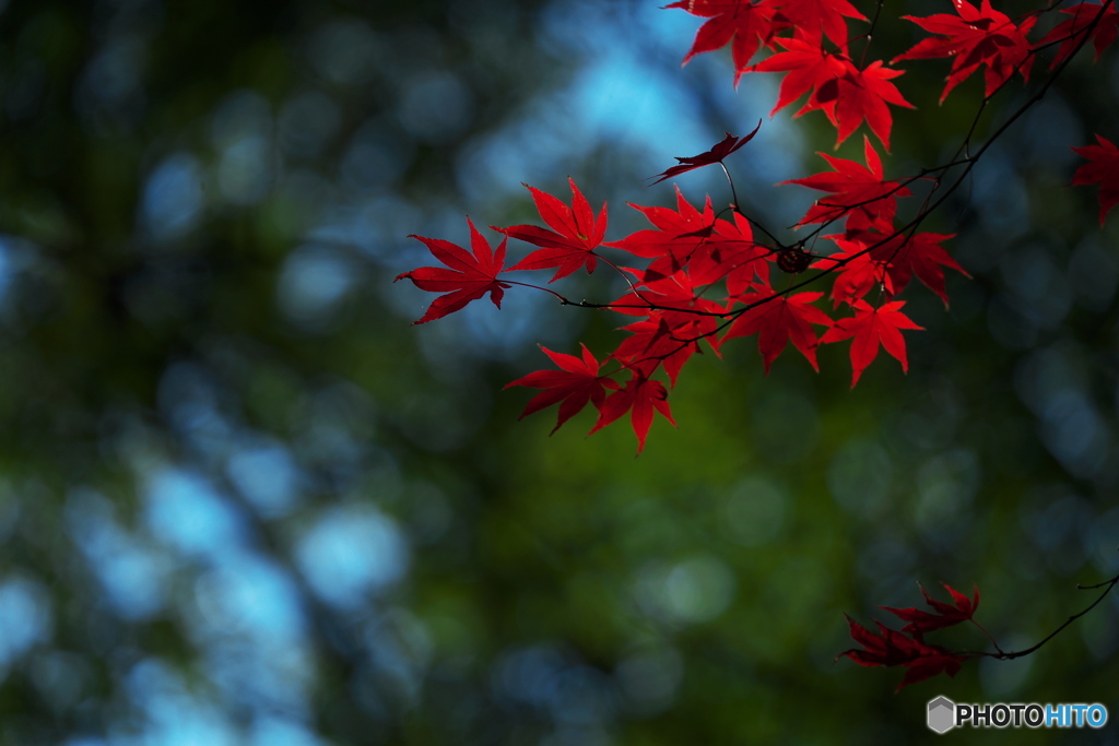 紅模様