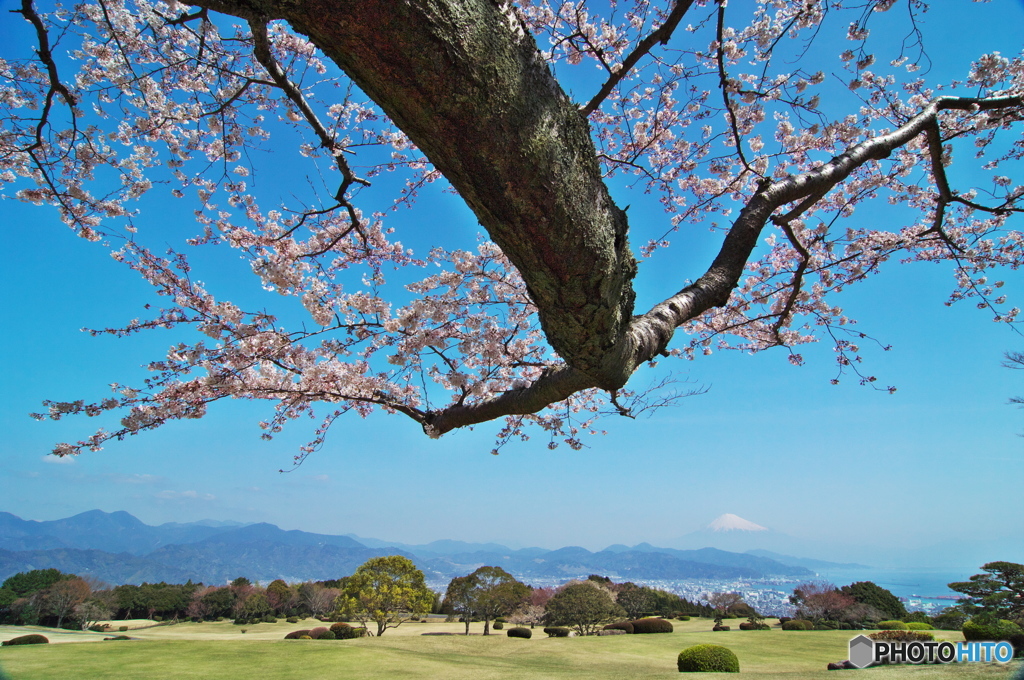 桜翼(2009/4)