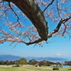 桜翼(2009/4)