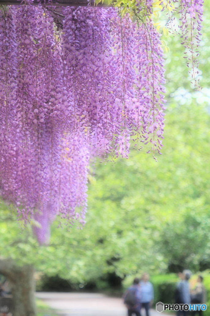 紫房の魅力