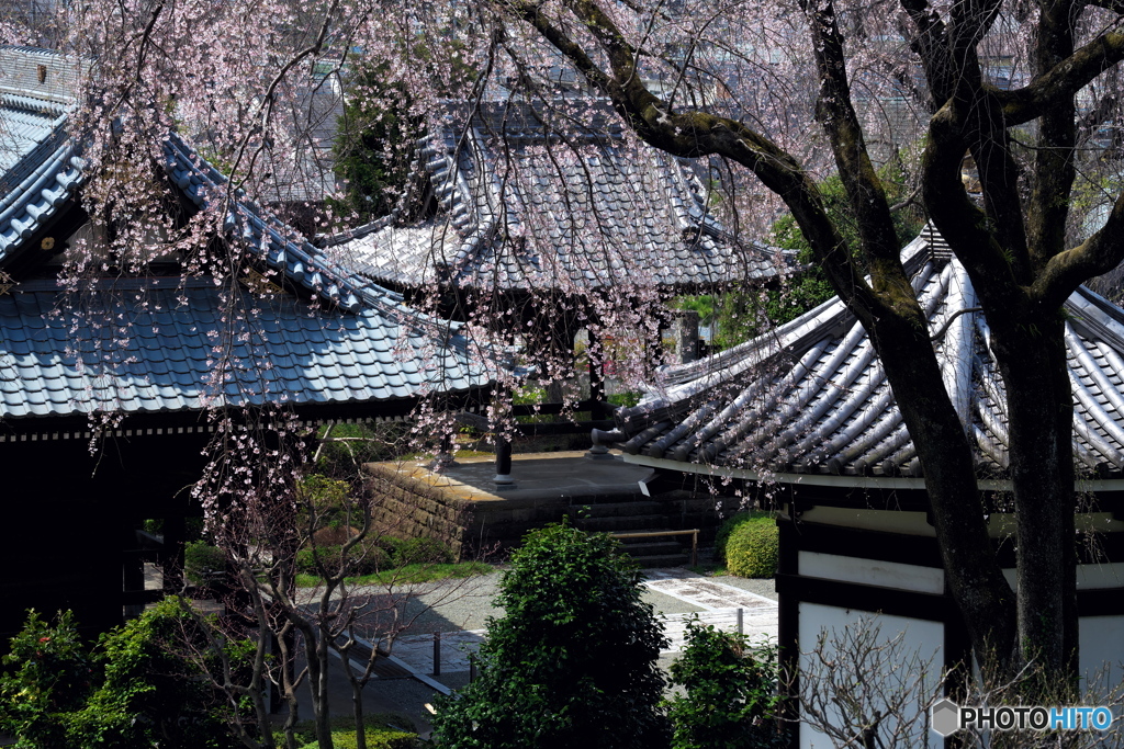 宏善寺桜景色Ⅰ