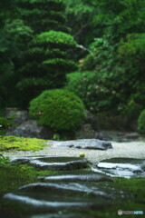 雨の季節のお庭
