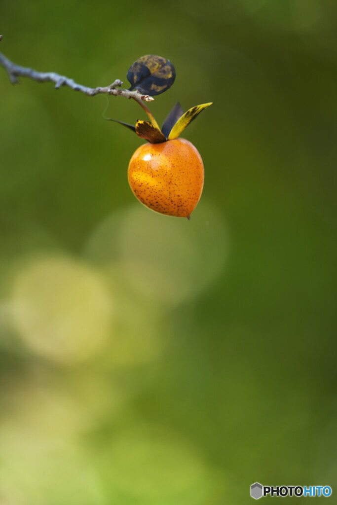 妖精さんが踊ってる