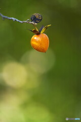 妖精さんが踊ってる