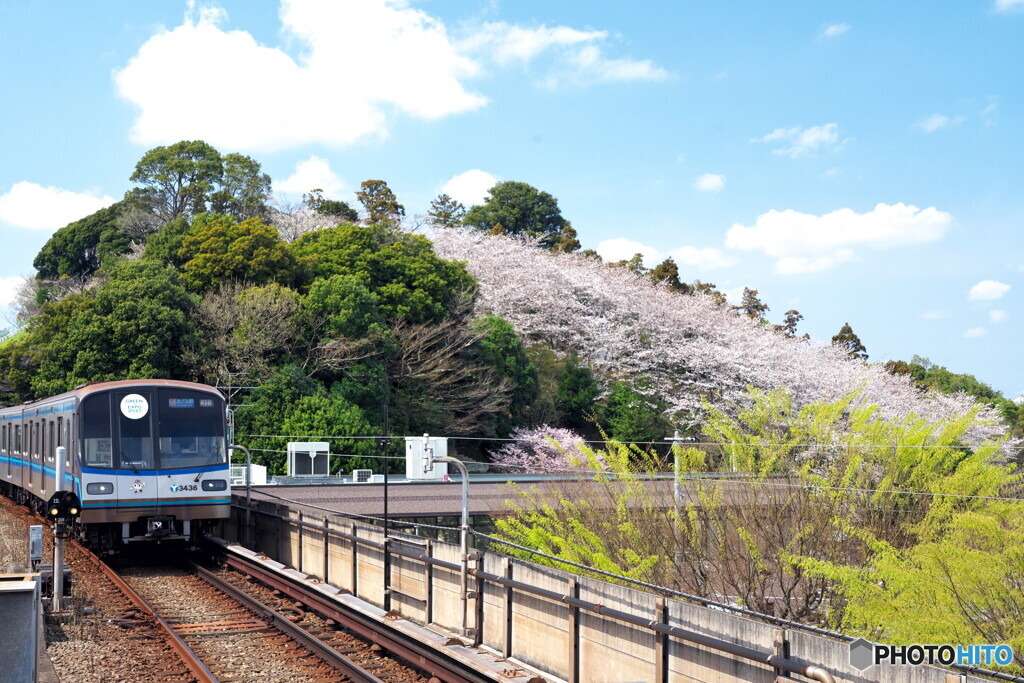 桜に列車に