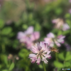 蓮華輝くとき