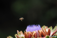 魅力の花と蜂