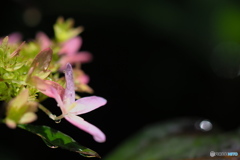 07木沢の光（舞姫）