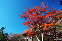 円覚寺　紅葉模様Ⅰ