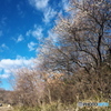 光の春Ⅱ