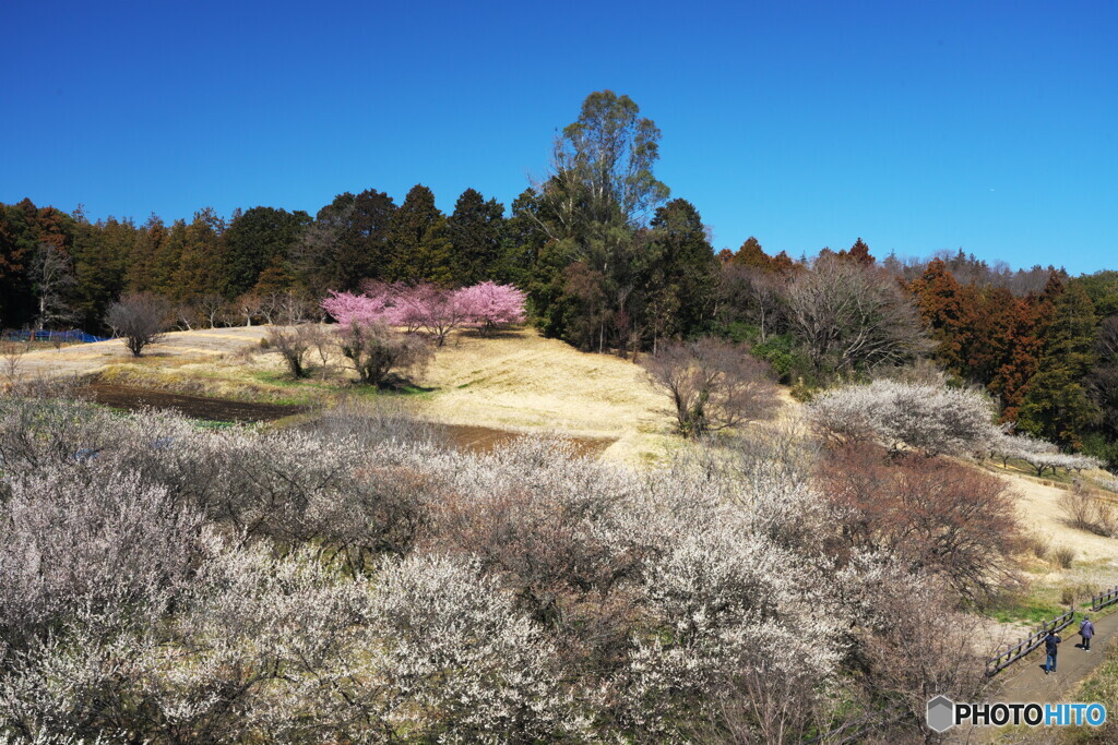 河津桜の紅を添えて