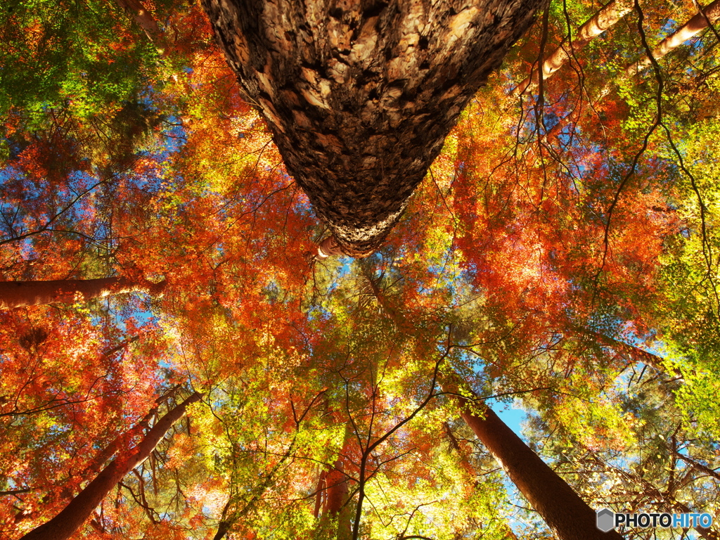 輝け紅葉