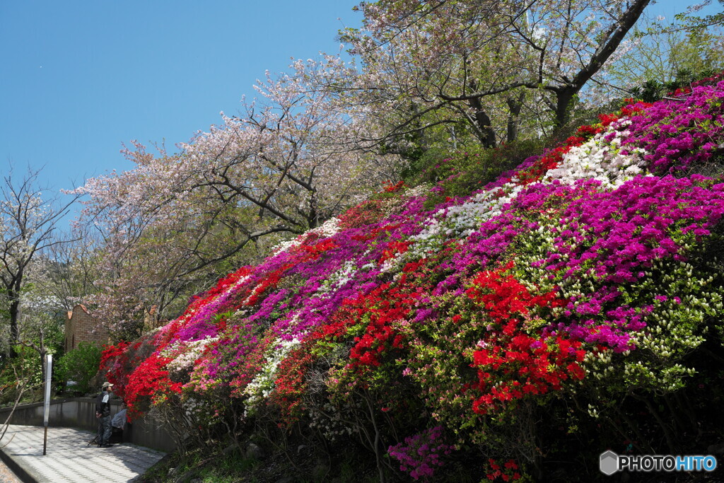 つつじと名残りの桜を愛でて