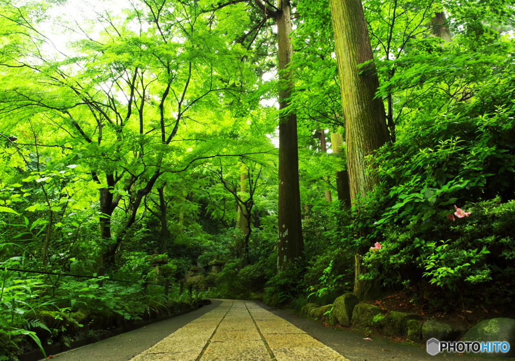 緑葉の誘惑2(東慶寺)