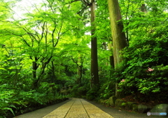 緑葉の誘惑2(東慶寺)