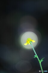 黄花の遊び
