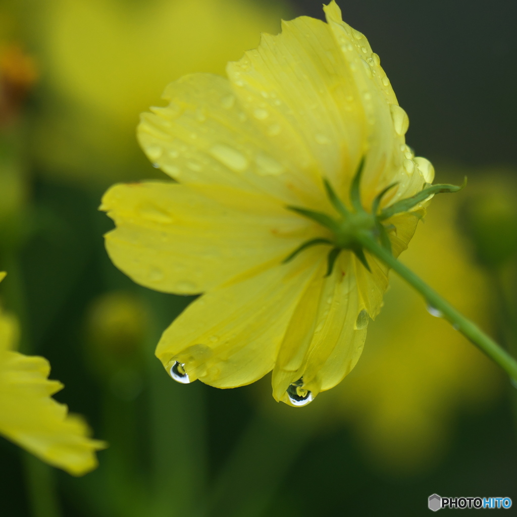 雨滴の向こうに見えるのは