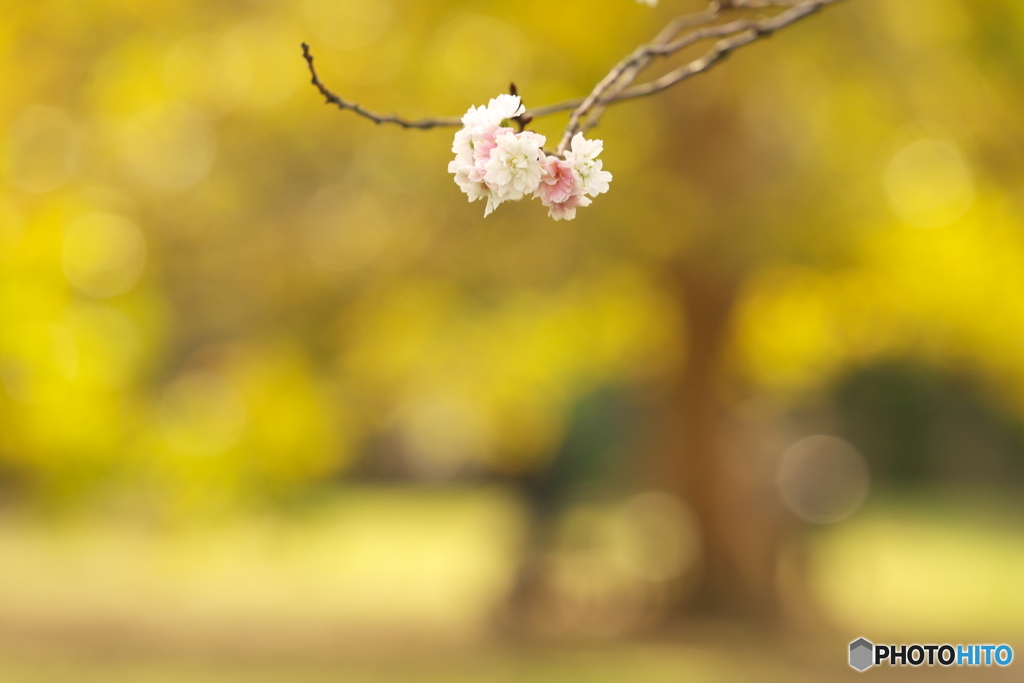 十月桜を愛でて
