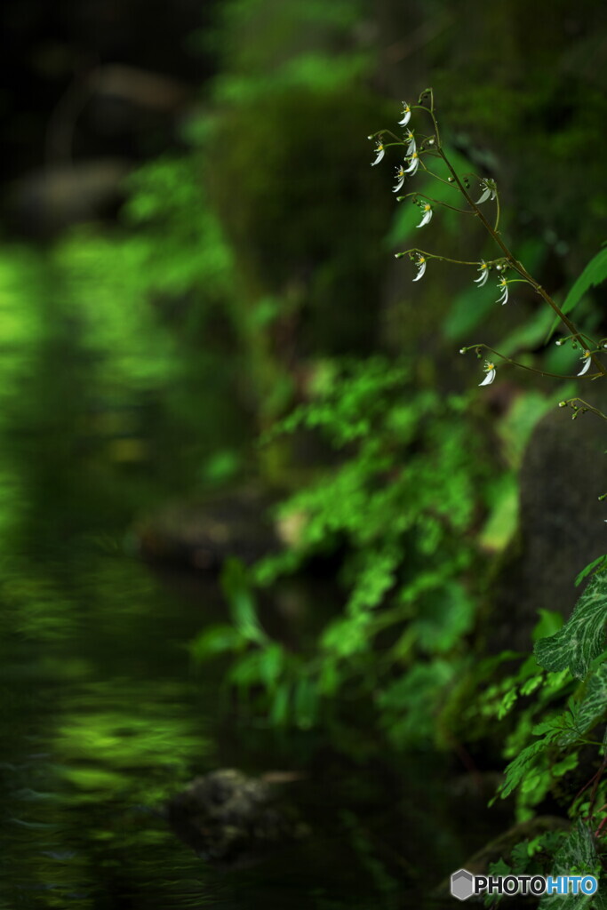 せせらぎに花添えて