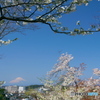 里山の春Ⅱ