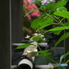 手水横の華やぎ