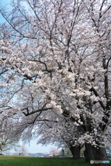 八幡山公園の桜Ⅰ