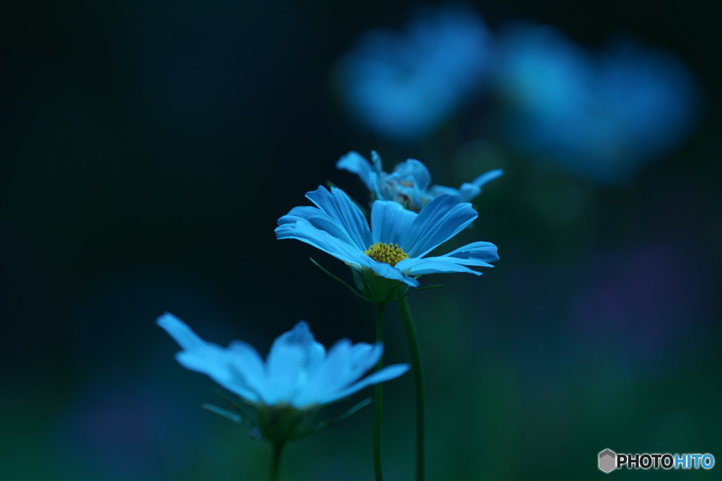 月下秋桜
