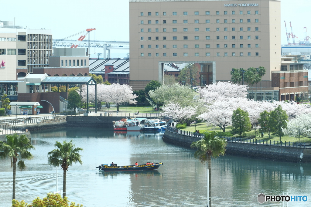 名残の桜06