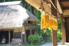 種にするのかな