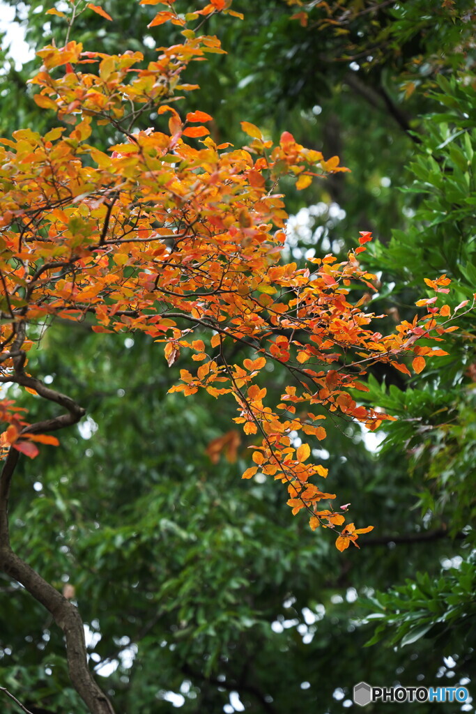 山香（ヤマコウバシ）